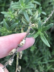 Sairocarpus multiflorus