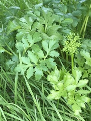Tauschia hartwegii