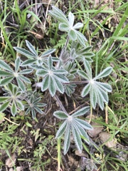 Lupinus formosus