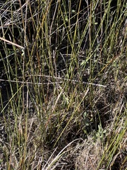 Juncus roemerianus