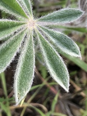 Lupinus formosus