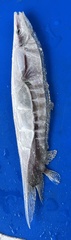Centriscinae