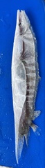 Centriscinae