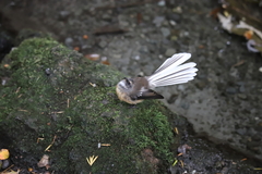 Rhipidura fuliginosa