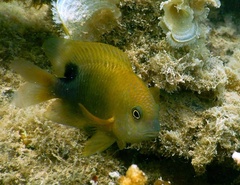 Stegastes punctatus