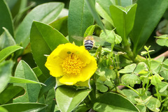 Amegilla cingulata