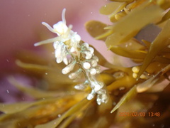 Eubranchus