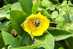 Amegilla cingulata