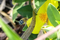 Amegilla cingulata