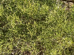 Baccharis angustifolia