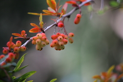 Berberis wilsoniae
