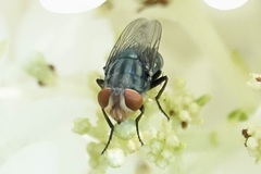 Cochliomyia