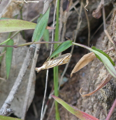 Hednota pleniferellus