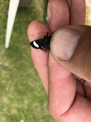 Psychomorpha epimenis