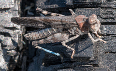 Trimerotropis fontana