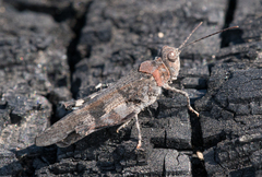 Trimerotropis fontana