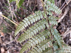 Polystichum parvipinnulum