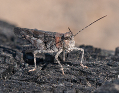 Trimerotropis fontana