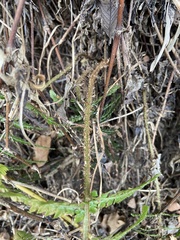 Polystichum parvipinnulum
