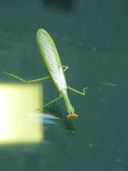 Stagmatoptera