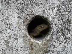 Gonatodes albogularis