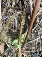 Polystichum parvipinnulum
