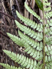 Polystichum parvipinnulum