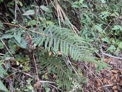 Polystichum parvipinnulum