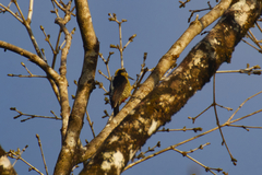 Melanerpes chrysauchen