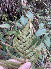 Polystichum parvipinnulum