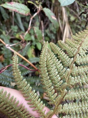 Polystichum parvipinnulum