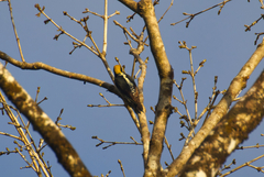 Melanerpes chrysauchen