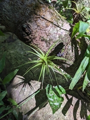 Guzmania