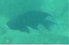 Microspathodon dorsalis