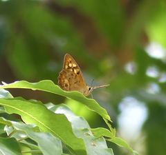 Heteronympha paradelpha