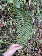 Polystichum parvipinnulum