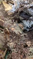 Xylariaceae