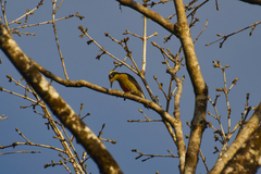 Melanerpes chrysauchen