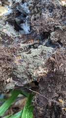 Xylariaceae