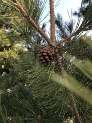 Pinus thunbergii