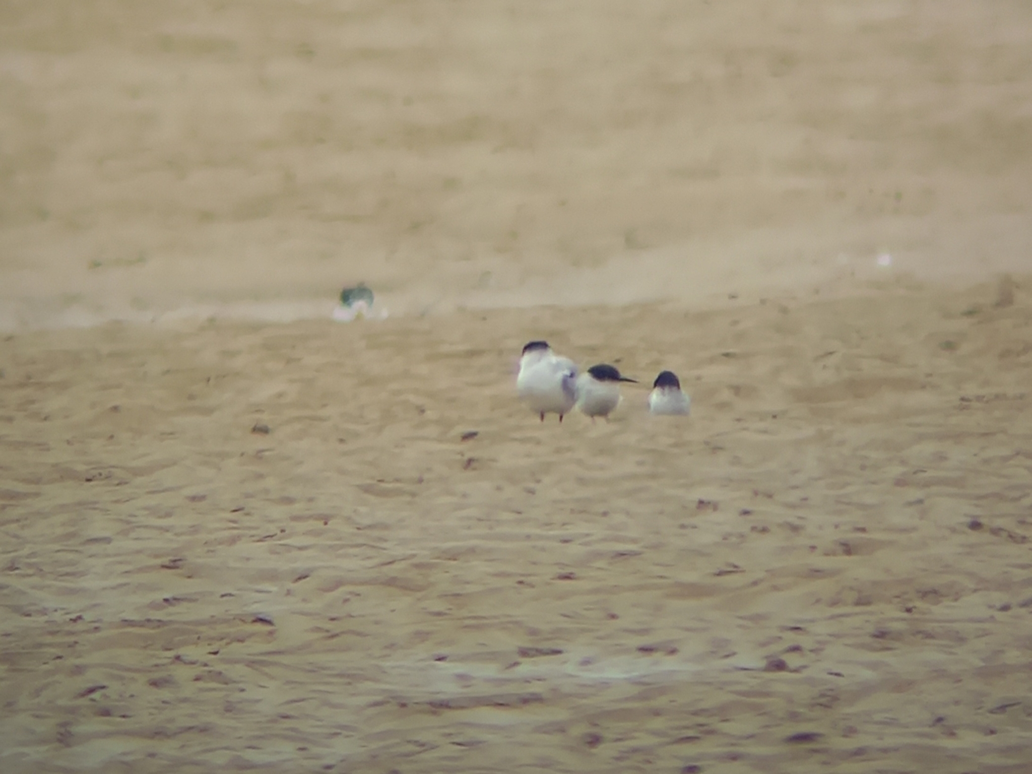 Damara Tern (Sternula balaenarum), photo 3