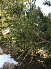 Pinus thunbergii