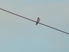 Hirundo tahitica