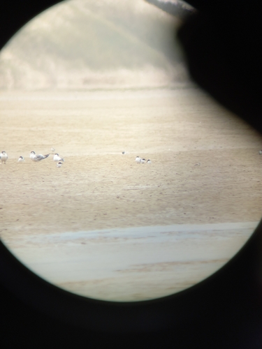 Damara Tern (Sternula balaenarum), photo 4