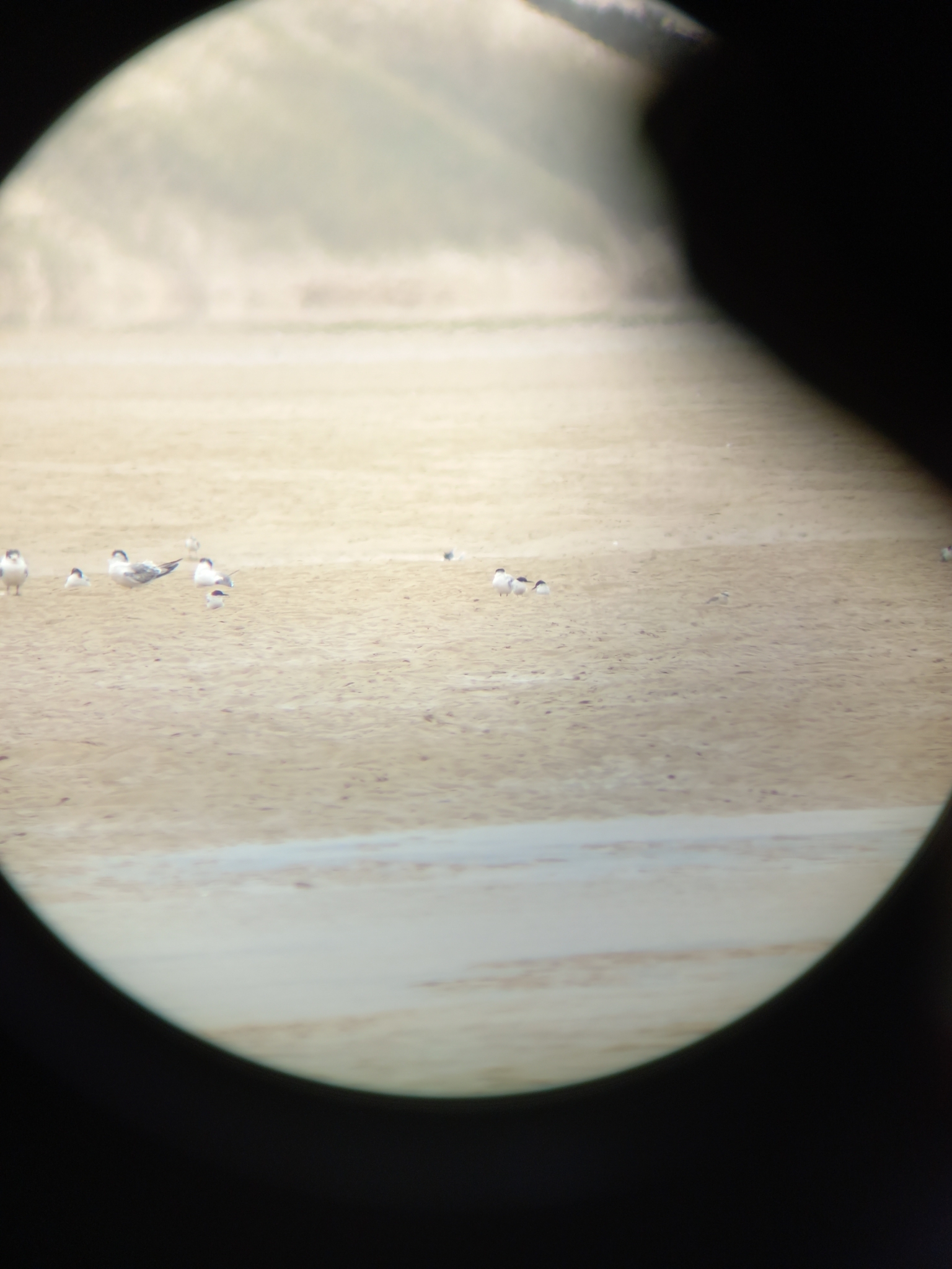 Damara Tern (Sternula balaenarum), photo 4