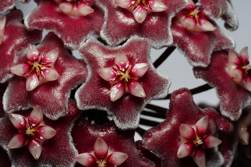 Hoya pubicalyx, Tanglin, Singapore