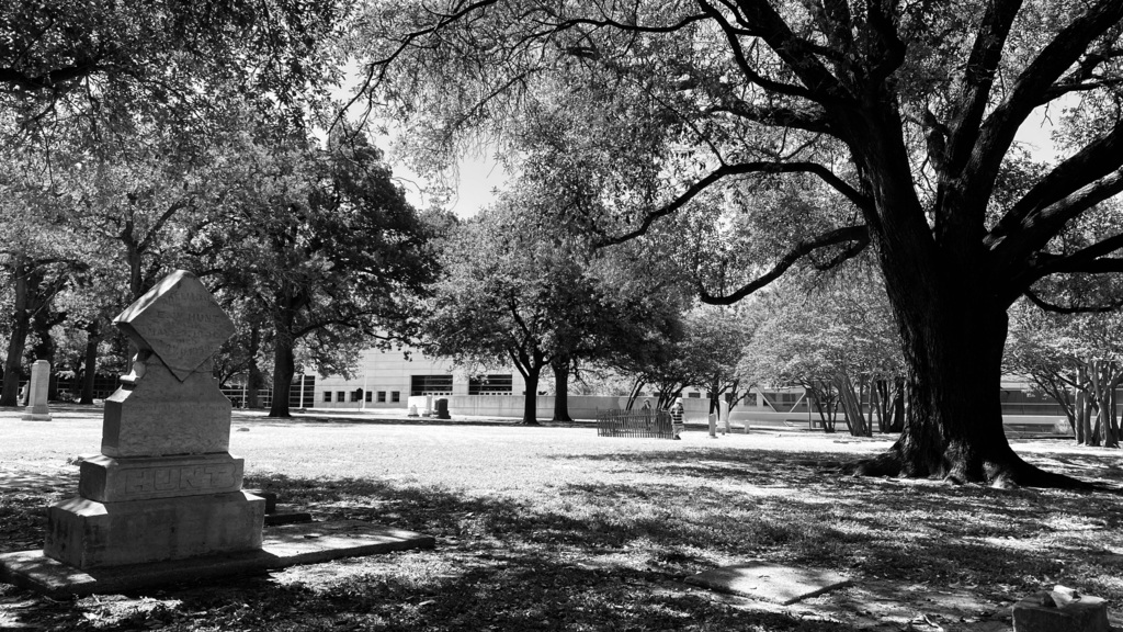 post oak in June 2022 by Scout. "This grove of 40 stately trees is an