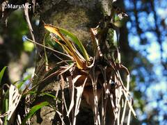 Tillandsia guatemalensis