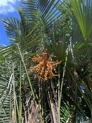 Phoenix loureiroi