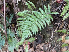 Dryopteris lepidopoda